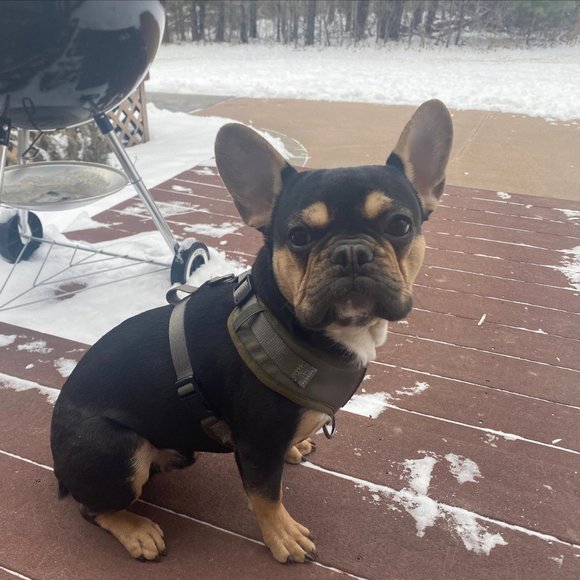 PETsRUS Premium No Pull Dog Harness 2 Leash Clips Olive Green Khaki Neoprene - Picture 8 of 10